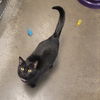 adoptable Cat in Cuyahoga Falls, OH named Santa Maria (3s company momma)