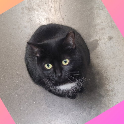 picture of the cat needing adoption