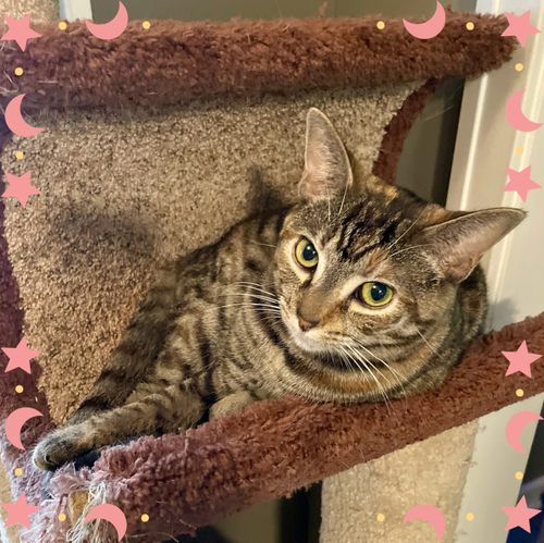 picture of the cat needing adoption