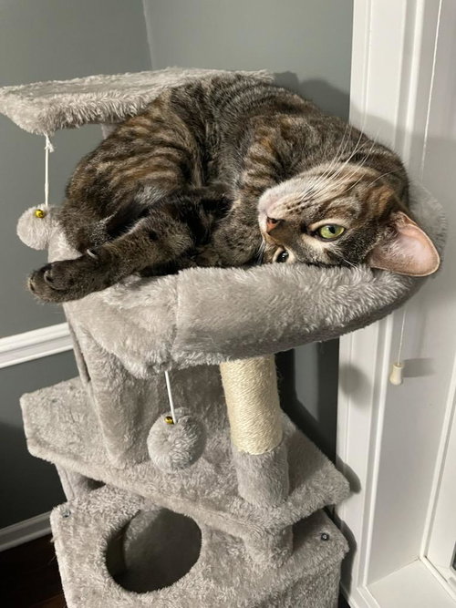 SOMERS (3S COMPANY) - Domestic Short Hair available for adoption