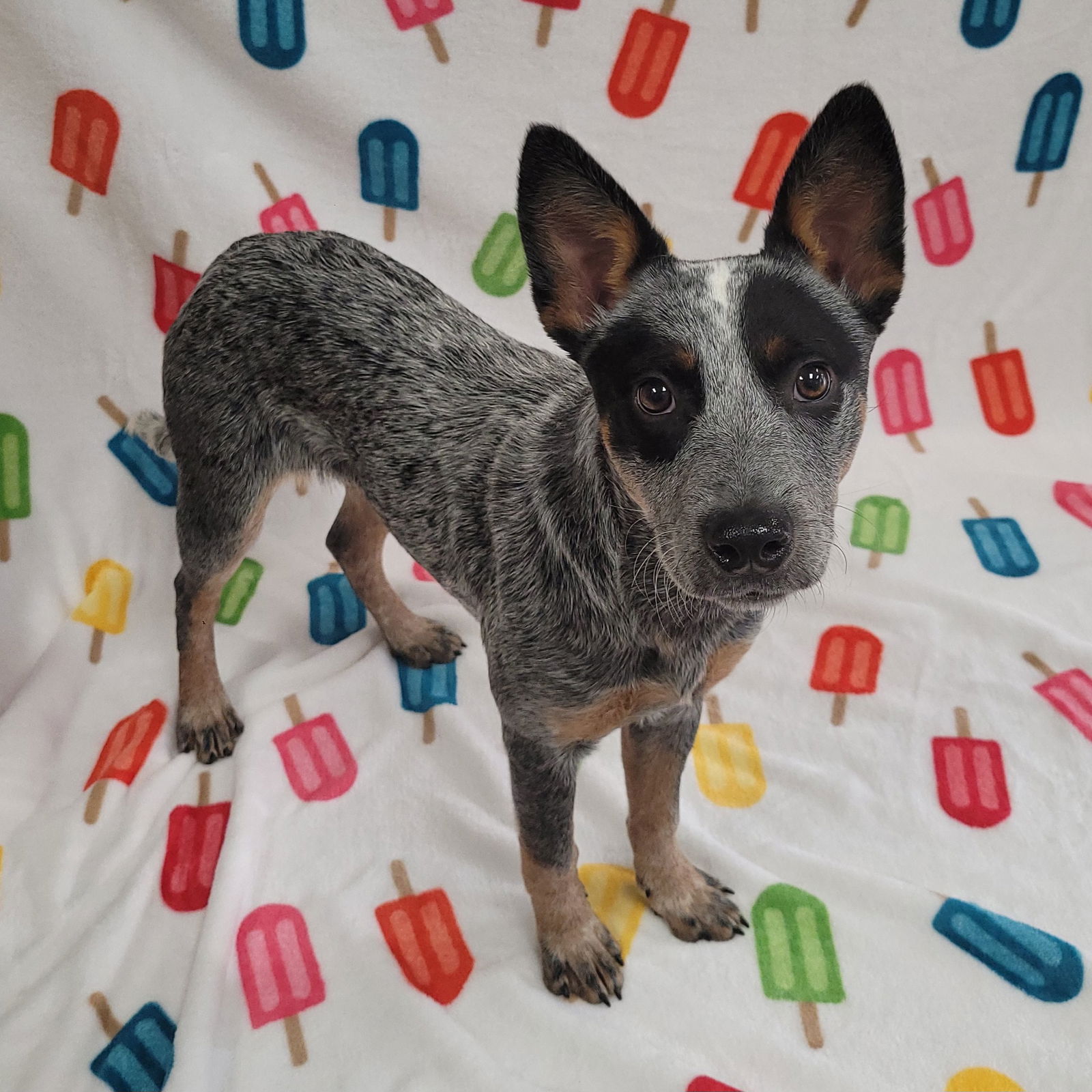 adoptable Dog in MOL, OH named Toohey