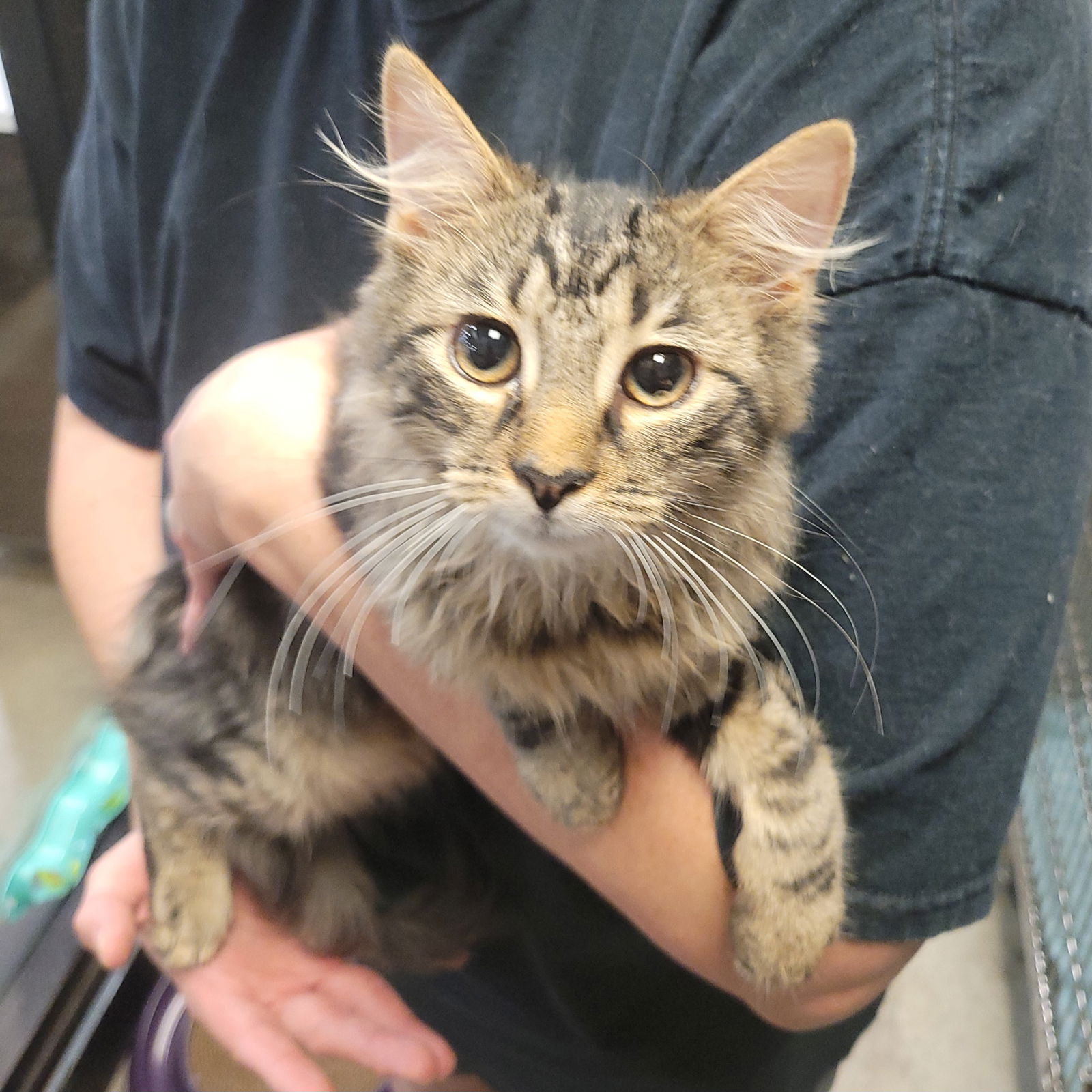 adoptable Cat in Akron, OH named Starface