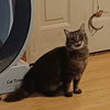 Tinkerbelll - Photo 3