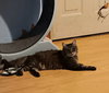 Tinkerbelll - Photo 4