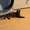 Tinkerbelll - Photo 5