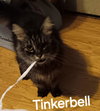 Tinkerbelll - Photo 2