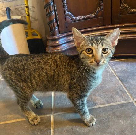 adoptable Cat in Cuyahoga Falls, OH named Takoyaki