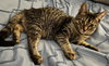 Kaos Litter: PROMETHEUS - Photo 17