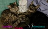 Kaos Litter: PROMETHEUS - Photo 18