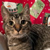 Kaos Litter: PROMETHEUS - Photo 13