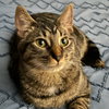 Kaos Litter: PROMETHEUS - Photo 11