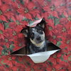 Jocky - Photo 11
