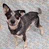 Jocky - Photo 9