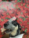 Jocky - Photo 12