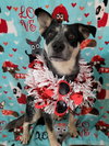 Jocky - Photo 8