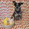 Jocky - Photo 5