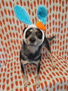 Jocky - Photo 6