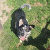 Jocky - Photo 4