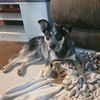 adoptable Dog in  named Jocky