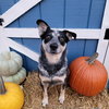 Jocky - Photo 2