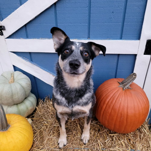 JOCKY - Hound / Australian Cattle Dog/Blue Heeler available for adoption