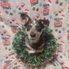 Jocky - Photo 1