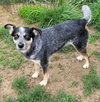 Jocky - Photo 2