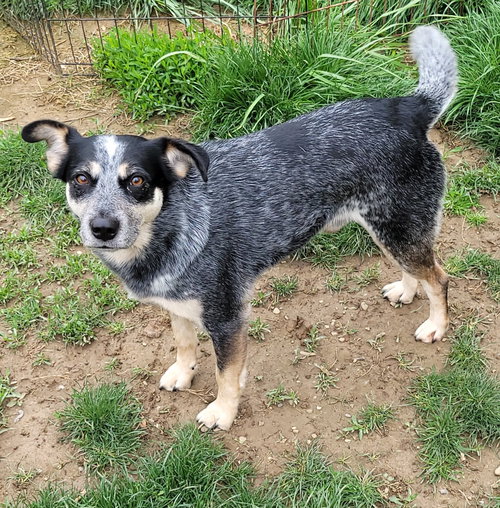 Jocky, an adoptable Hound in FAIRLAWN, OH