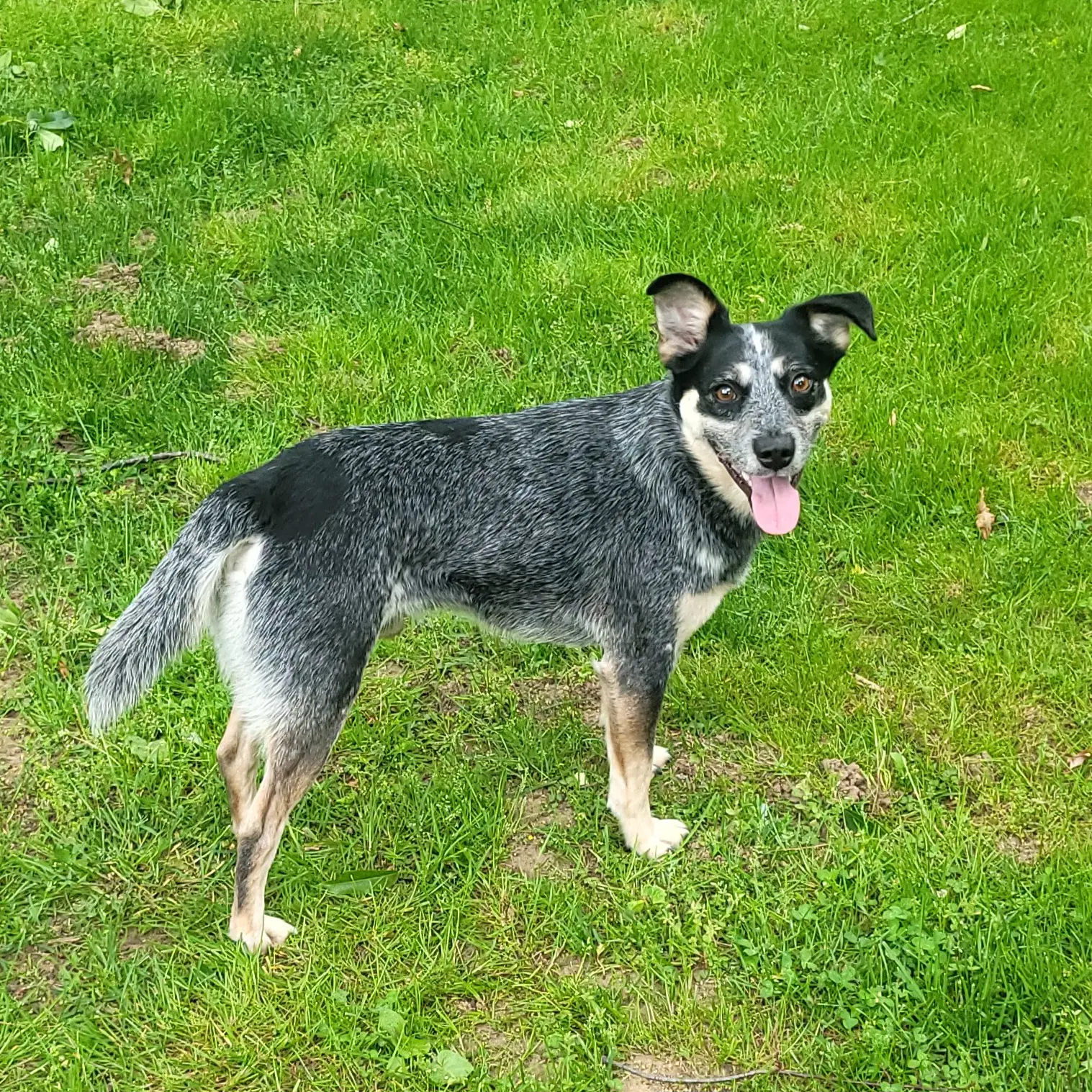 Jocky - Hound