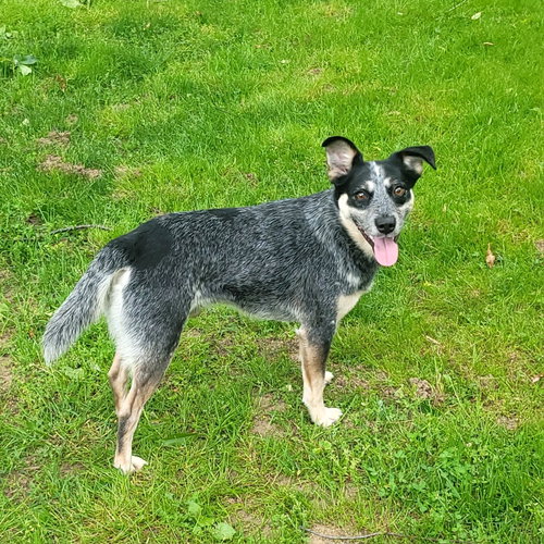 Jocky, an adoptable Hound in FAIRLAWN, OH