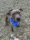 adoptable Dog in  named Rick
