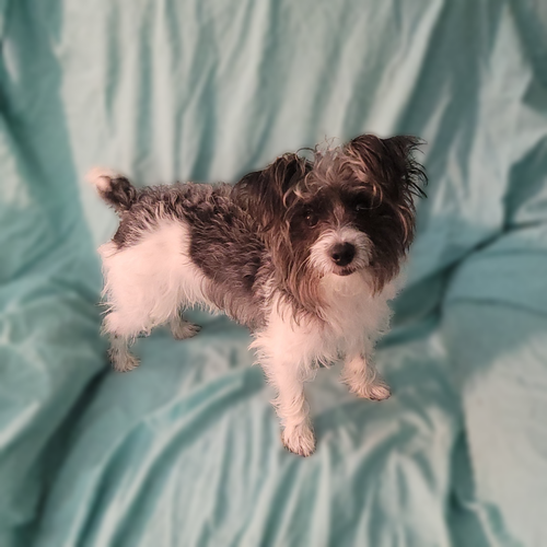 picture of the dog needing adoption