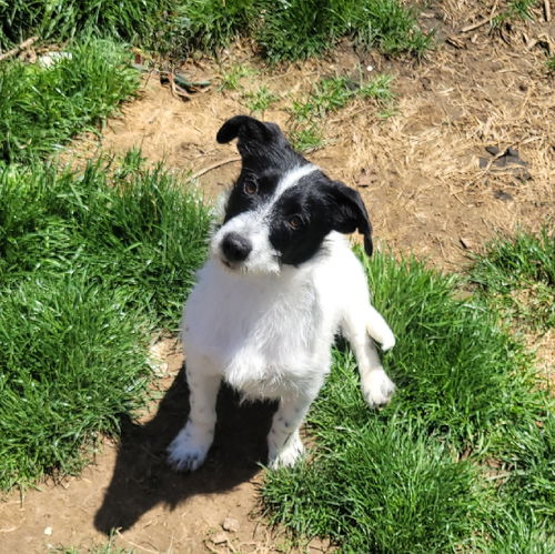 picture of the dog needing adoption