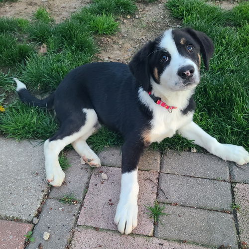 picture of the dog needing adoption