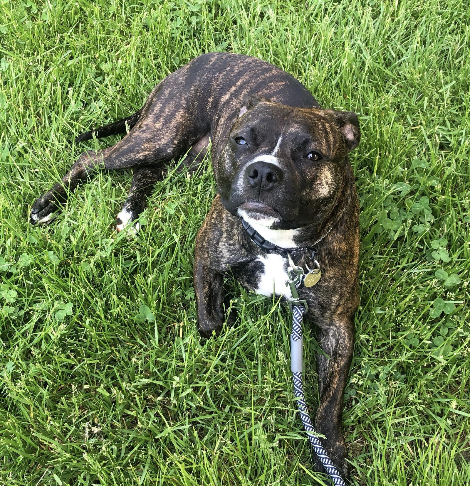 Izzy - Courtesy Post