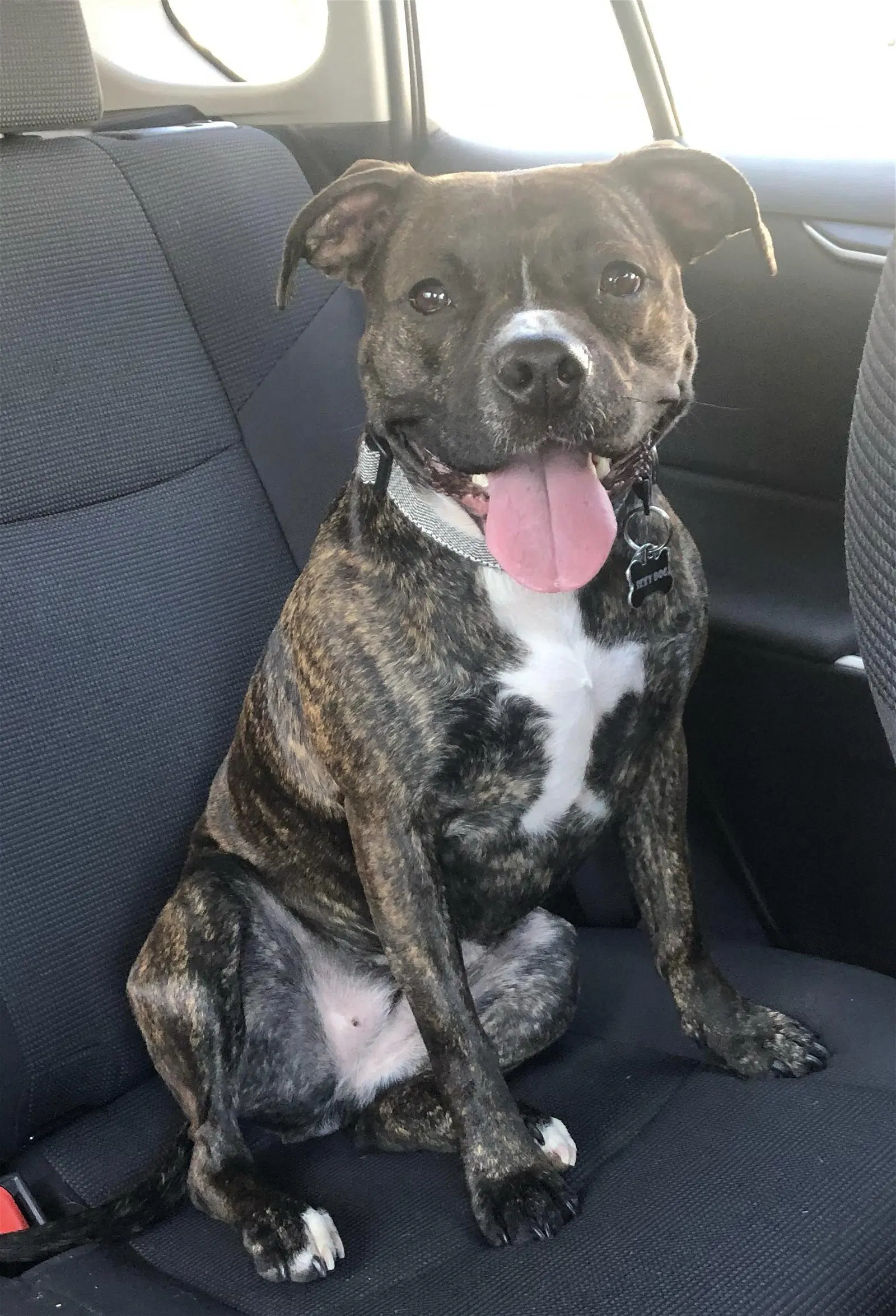 Izzy - Courtesy Post image 2