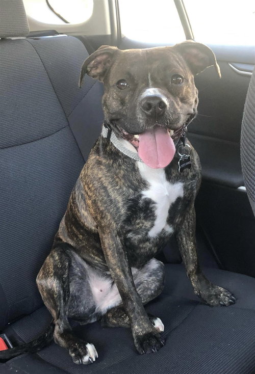 IZZY - COURTESY POST - Pit Bull Terrier available for adoption