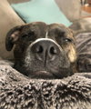 Izzy - Courtesy Post - Photo 3