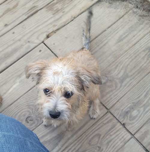 picture of the dog needing adoption