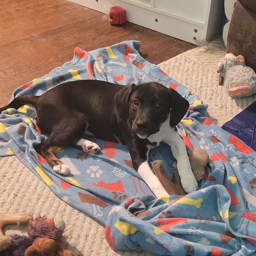 picture of the dog needing adoption