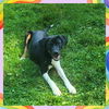 adoptable Dog in  named To Wong Fu : VIDA