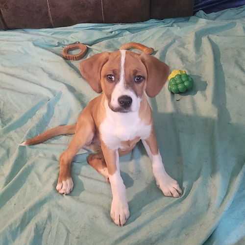 picture of the dog needing adoption