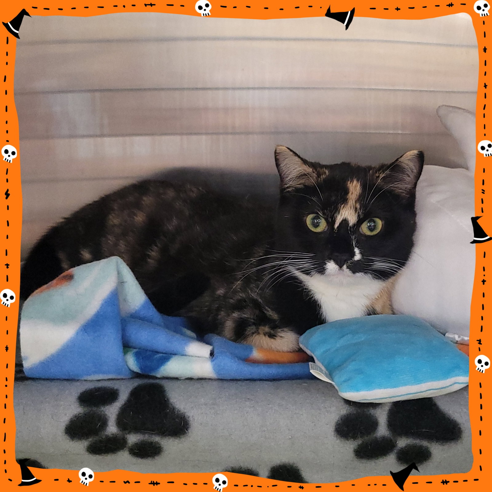 Bee Litter: CUCKOO