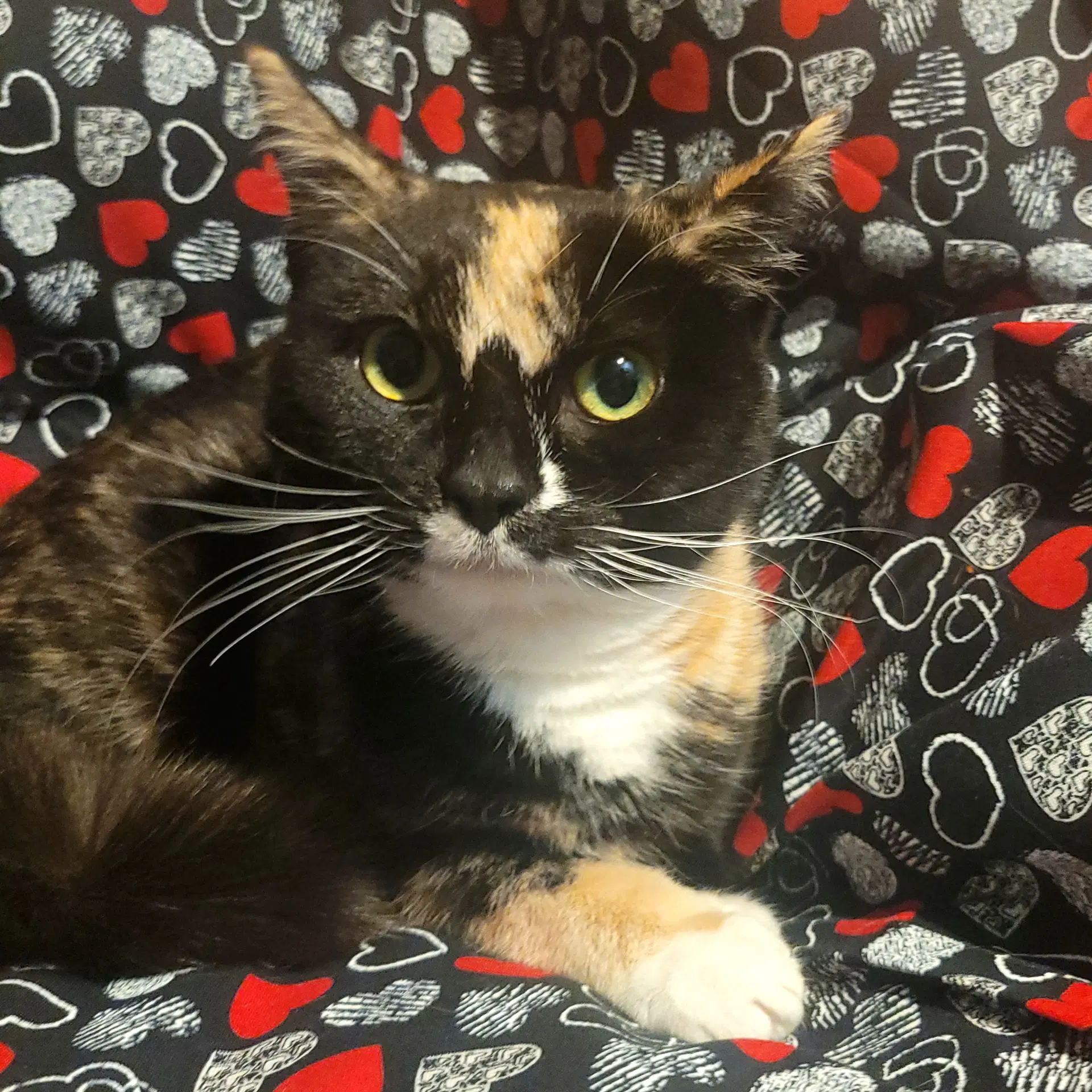 Bee Litter Cuckoo - Domestic Short Hair