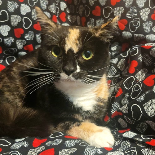 Bee Litter: CUCKOO, a cat for adoption from AJ's Search & Rescue