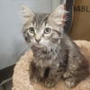 adoptable Cat in  named Faith
