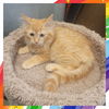 adoptable Cat in  named Tocho