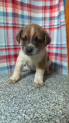 adoptable Dog in  named Oats