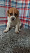 adoptable Dog in  named Wheat