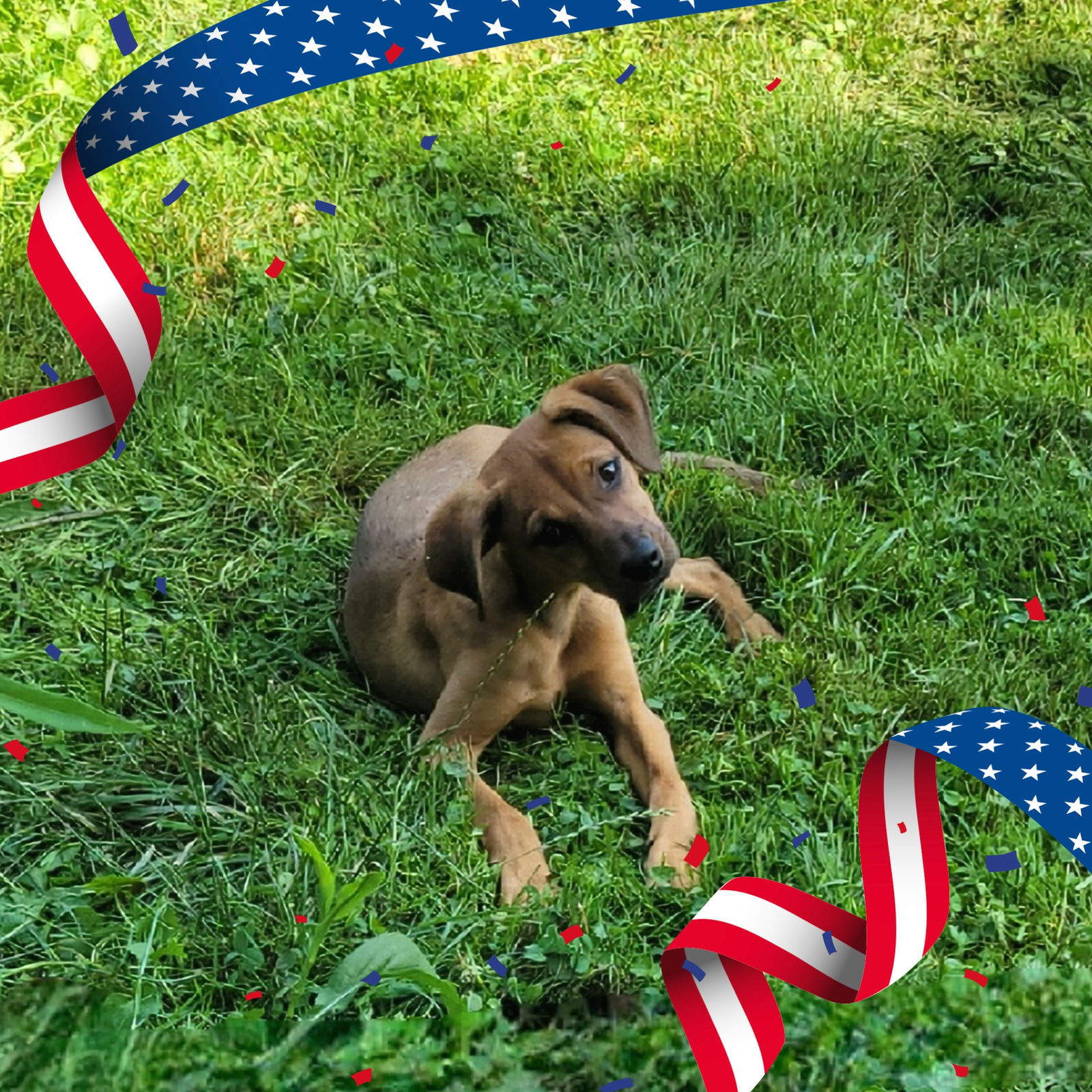 adoptable Dog in Canton, OH named Keeva